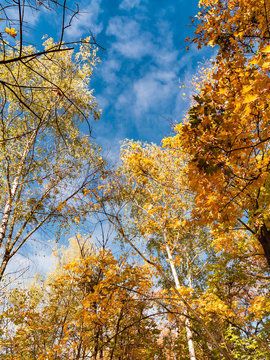 Colorful autumn trees with orange leaves in the fall with a blue sky.