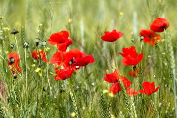 Flowers Red poppies blossom on wild field. Beautiful field red poppies with selective focus. Red poppies in soft light. Opium poppy. Natural drugs. Glade of red poppies. Lonely poppy. Soft focus blur