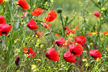 Obraz premium Flowers Red poppies blossom on wild field. Beautiful field red poppies with selective focus. Red poppies in soft light. Opium poppy. Natural drugs. Glade of red poppies. Lonely poppy. Soft focus blur