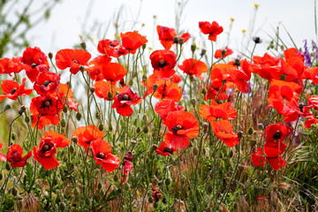 Flowers Red poppies blossom on wild field. Beautiful field red poppies with selective focus. Red poppies in soft light. Opium poppy. Natural drugs. Glade of red poppies. Lonely poppy. Soft focus blur