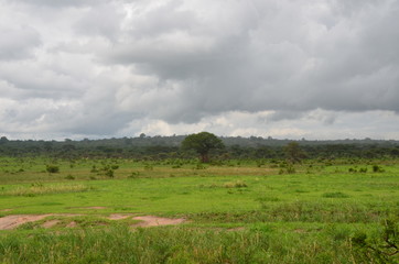 Fototapeta premium The African landscape. Tanzania
