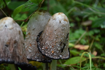 Close-Up of mushroom , wild forest mushroom , big mushroom , fungi , white mushroom