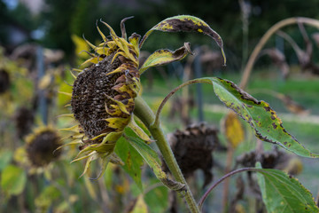 withered sunflower filed in autumn end of summer
