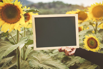 Hands holding blackboard on sunflower background