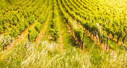vineyard of Saint-Emilion, France, near Bordeaux at the end of spring 2017