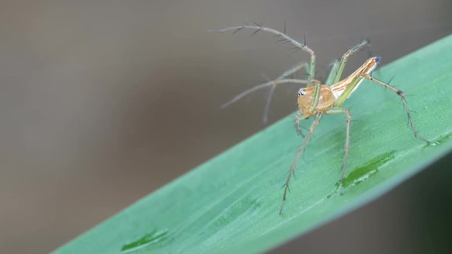 a lynx spider is standing on the plant leaf