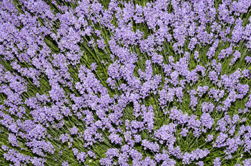 Fototapeta premium Lavender Plant
