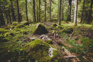 Beeches with moss, Cansiglio forest, Veneto, Italy