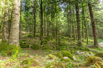 Beeches with moss and stones, Cansiglio forest, Veneto, Italy