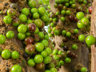 Jaboticaba brazilian tree with a lot of green fruits on trunk