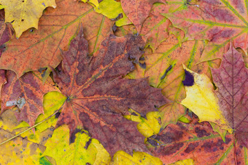 multicolored fall leaves background texture