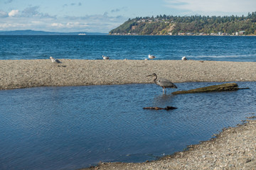 Blue Heron On Shoreline 5