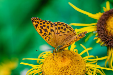Naklejka premium butterfly on a flower