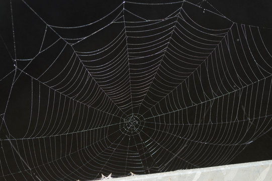 Black And White Spider Web Over A Lake