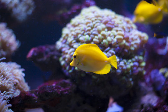 The marine life of the Indian Ocean. Colorful aquarium, showing colorful fish swimming