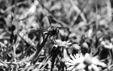 black and white photo of a bee drinking nectar from a wild flower 