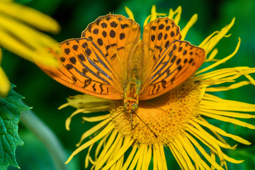 Naklejka premium butterfly on a flower