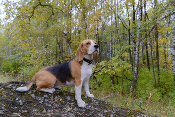 Beagle dog on a background of autumn forest