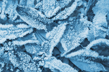 Autumn abstract background of frozen autumn leaves