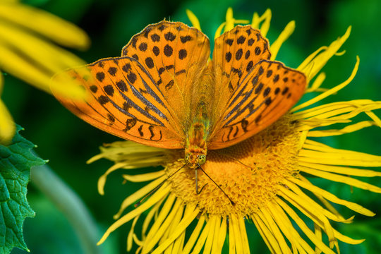butterfly on a flower