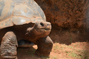 large brown tortoize at the zoo