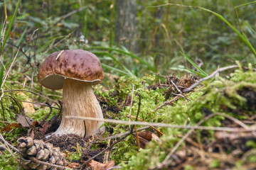 one brown mushroom, Lurid Bolete, in the woods.