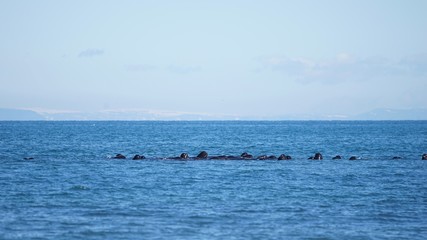 Gruppe von Schweinswalen vor der Küste der Snaefellsnes Halbinsel im Westen Islands 