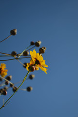 Bottom of yellow wild flower against a blue sky in the summer