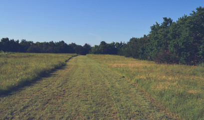 Fototapeta na wymiar mowed path in a green field 