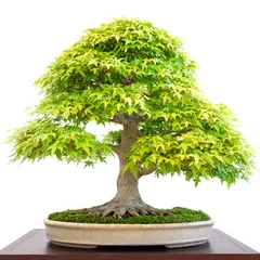 Foto auf Acrylglas Antireflex Alter Ahornbaum (Acer palmatum) als Bonsai Baum © Bernd Schmidt