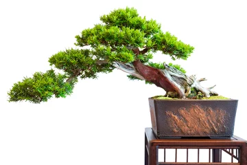 Foto op Plexiglas Oude kenmerkende taxus (Taxus baccata) als bonsaiboom halve cascade © Bernd Schmidt