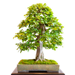Alte Hainbuche als Bonsai Baum mit mächtigen Baumstamm