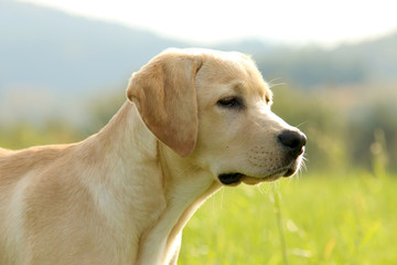 Labrador