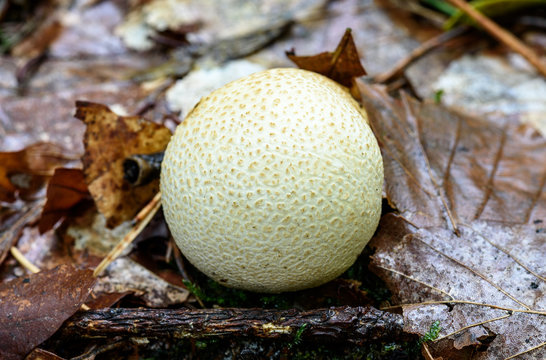 Dickschaliger Kartoffelbovist - Scleroderma citrinum