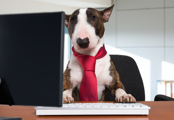 Smart business dog at work