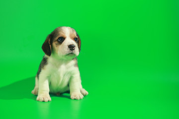 
1 month pure breed beagle Puppy on green screen
