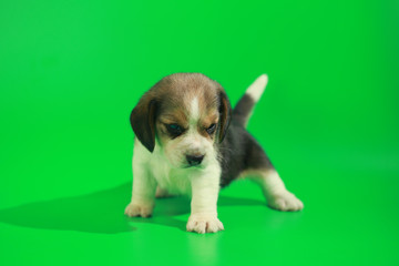 Naklejka premium 1 month pure breed beagle Puppy on green screen