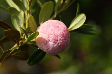 Gall of Exobasidium rhododendri