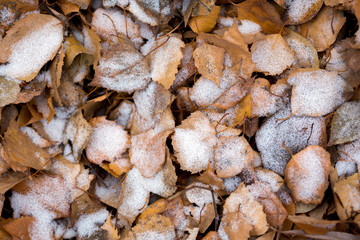 the autumn background