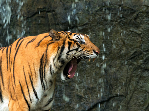 Close up of Indochinese Tiger roaring in front of waterfall ; Panthera tigris corbetti coat is yellow to light orange with stripes ranging from dark brown to black