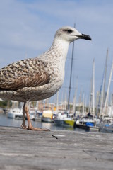 Big seagull in Barcelona harbor