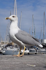 Big seagull in Barcelona harbor