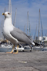 Fototapeta na wymiar Big seagull in Barcelona harbor