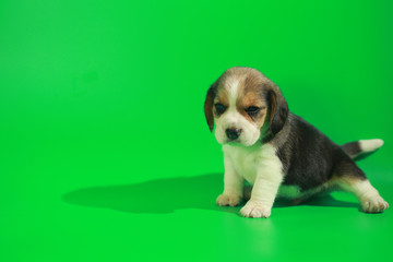 Naklejka premium 1 month pure breed beagle Puppy on green screen