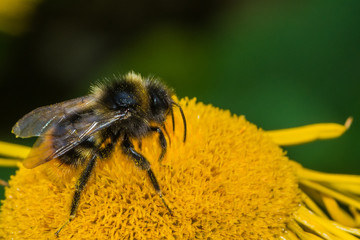 Bees on the flower