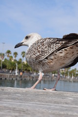 Big seagull in Barcelona harbor