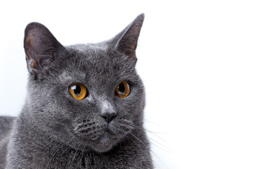 British cat on white background sits looking up