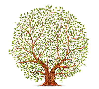 Old tree vector illustration