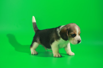 1 month pure breed beagle Puppy on green screen