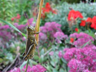 Grasshopper hanging on blade of grass
